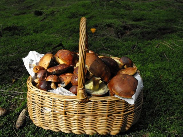 Wolf boletus: where it grows, what it looks like, photo