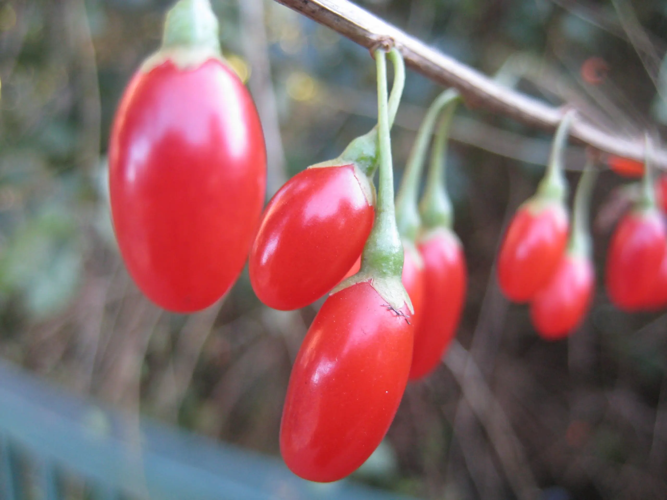 Wolfberry poisoning by cries