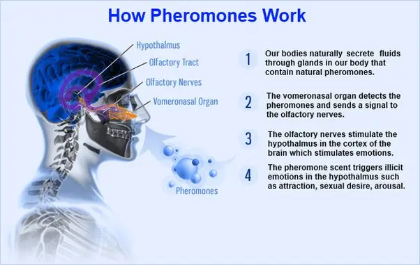 Women&#8217;s pheromones &#8211; how do they work and are they worth using?