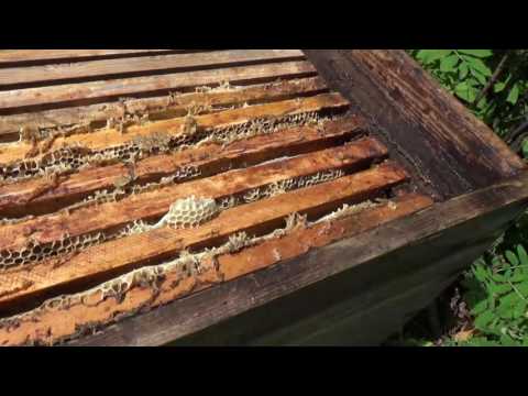 Work in the apiary in August, September