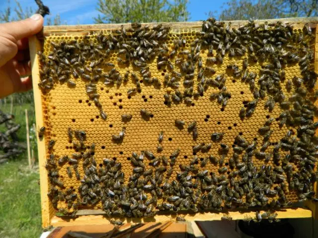 Work in the apiary in August, September