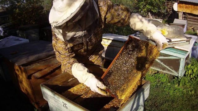 Work in the apiary in August, September