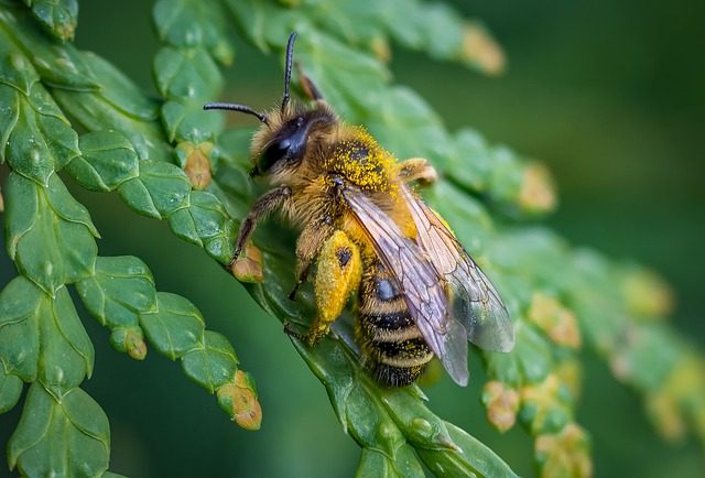 Working honey bee