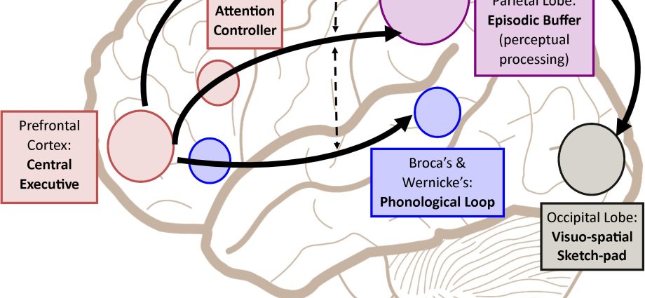 Working memory continues even after key brain structures are damaged