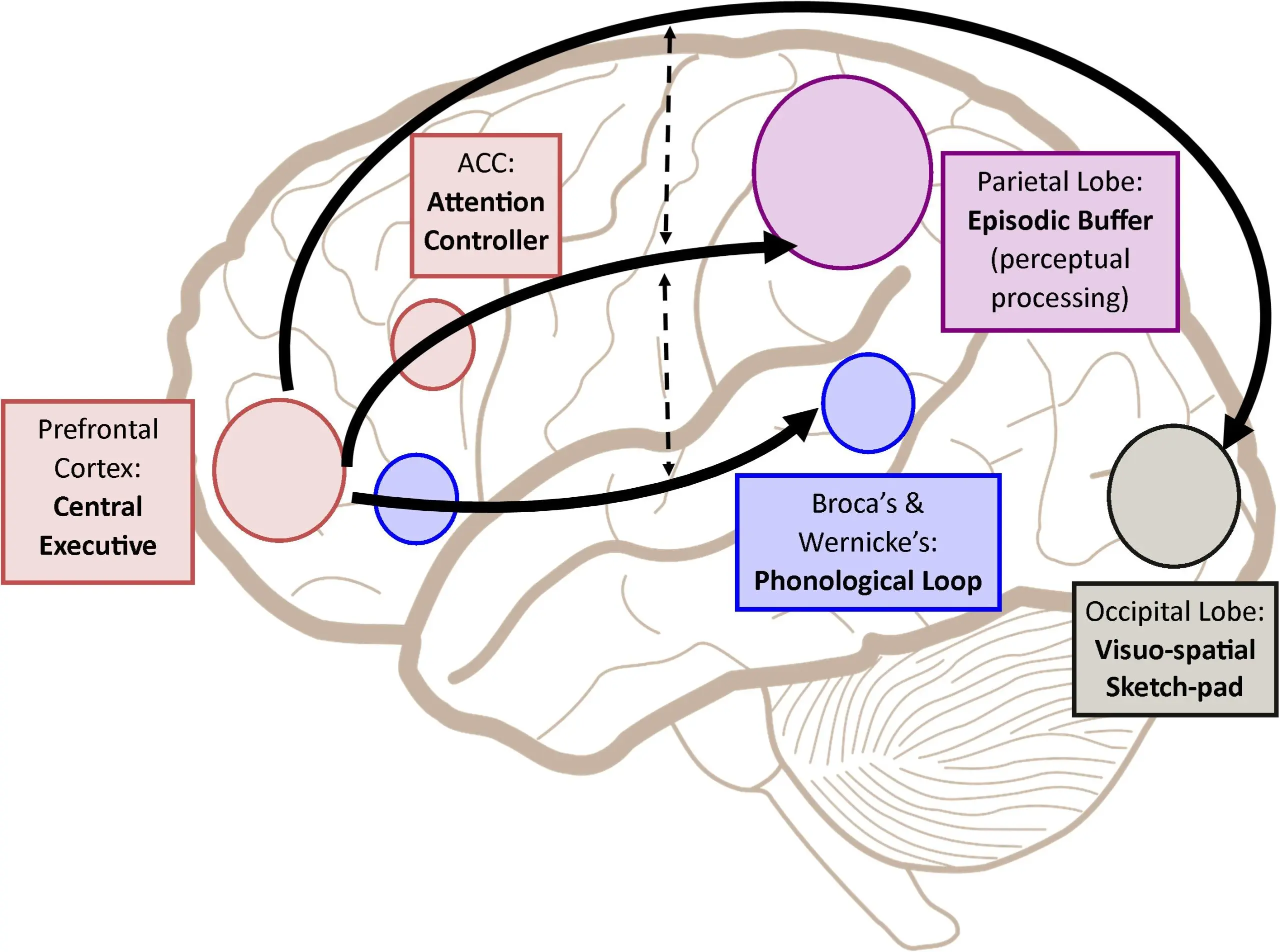 Working memory continues even after key brain structures are damaged