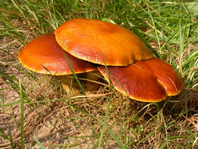 Worm butterflies: what to do with mushrooms