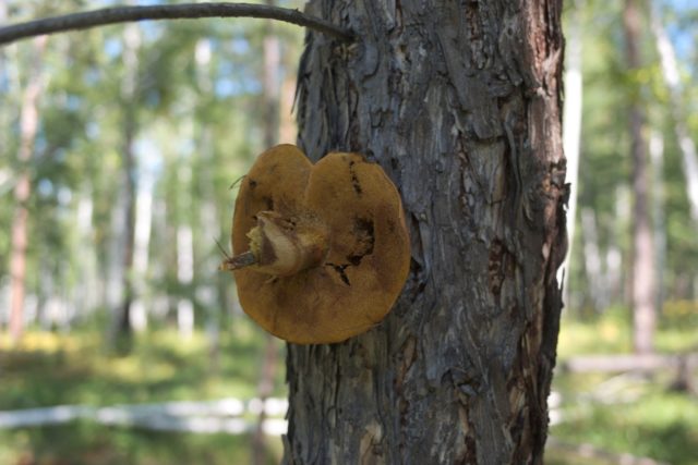 Worm butterflies: what to do with mushrooms