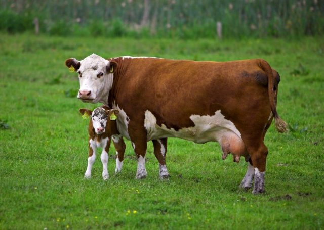 Worms in calves and cows