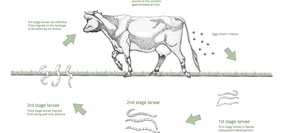 Worms in calves and cows