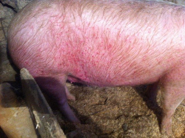 Worms in pigs: symptoms and treatment