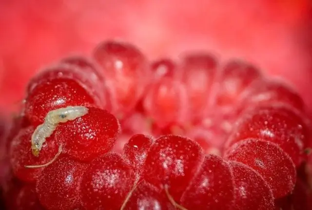 Worms in raspberries: why berries are wormy and what to do