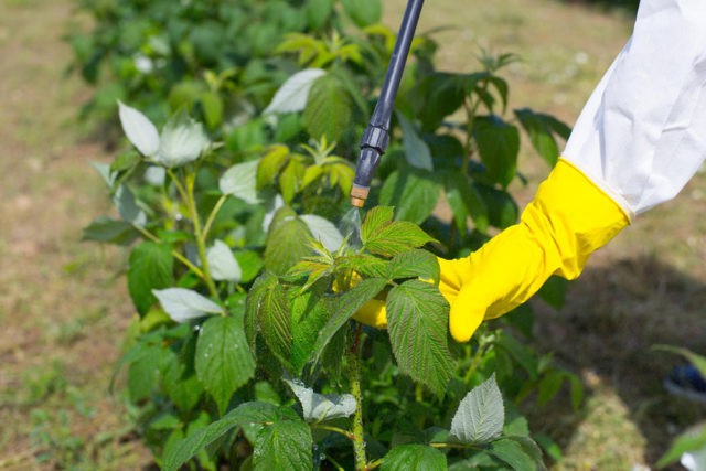 Worms in raspberries: why berries are wormy and what to do