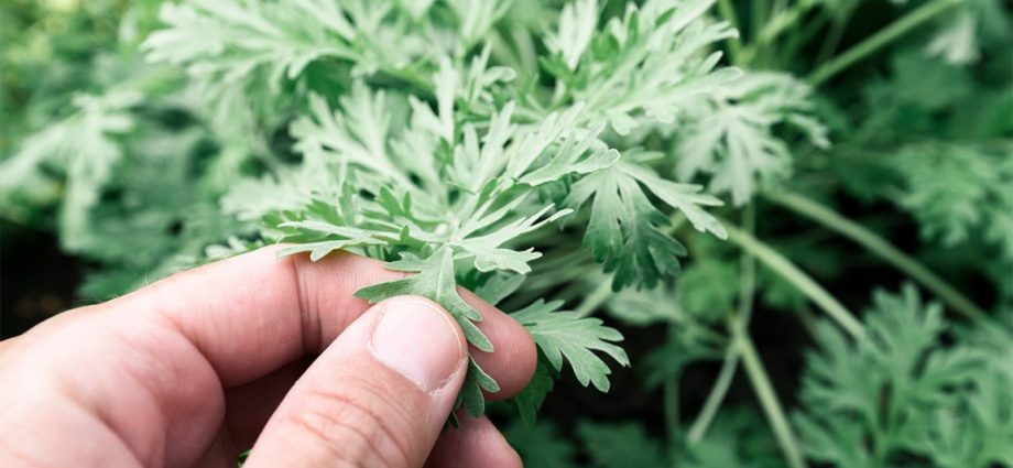 Wormwood &#8211; properties, health effects, dosage, side effects