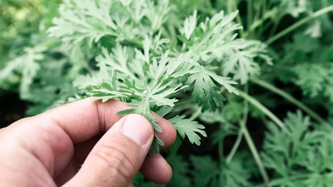 Wormwood &#8211; properties, health effects, dosage, side effects