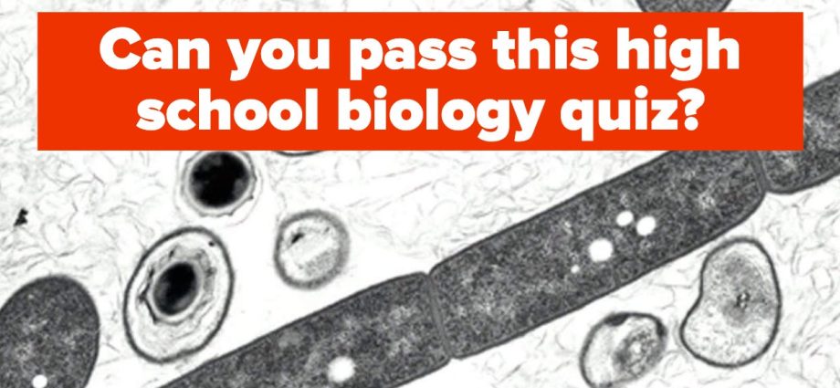 Would you pass the 2022 high school diploma in biology? QUIZ