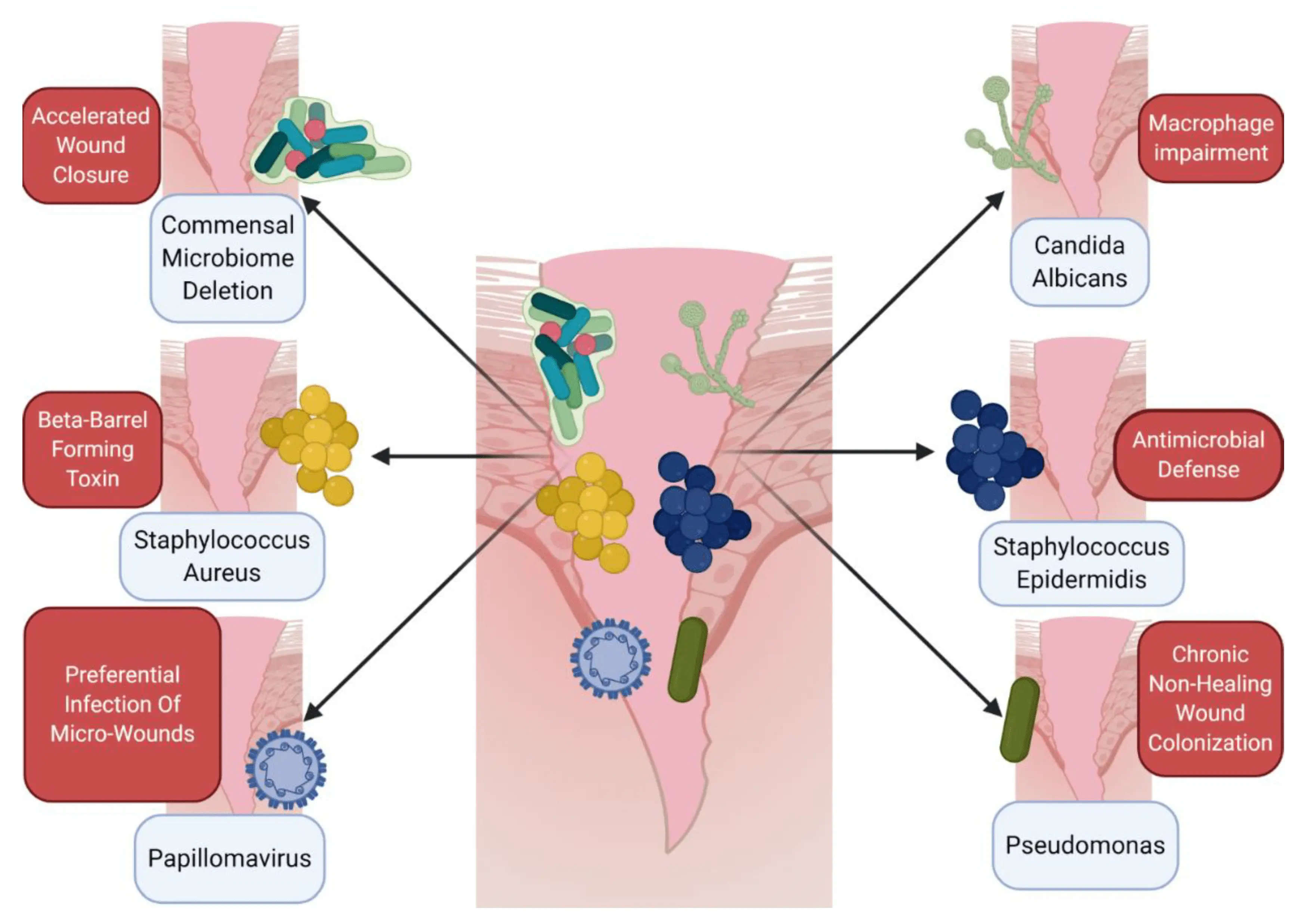 Wounds heal badly because RNA gets in the way