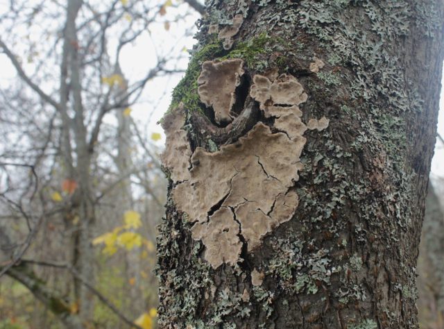 Wrinkled stereoum: photo and description