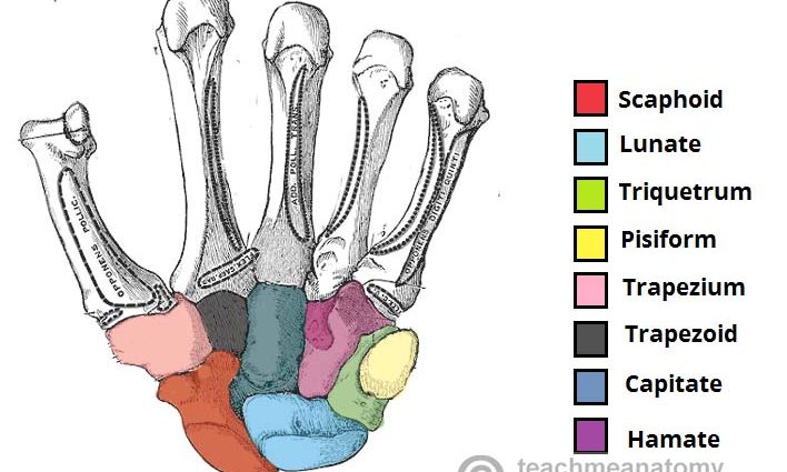 Wrist bones &#8211; structure, functions, injuries and contusions. Fracture of the scaphoid bone of the wrist