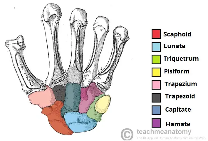 Wrist bones &#8211; structure, functions, injuries and contusions. Fracture of the scaphoid bone of the wrist