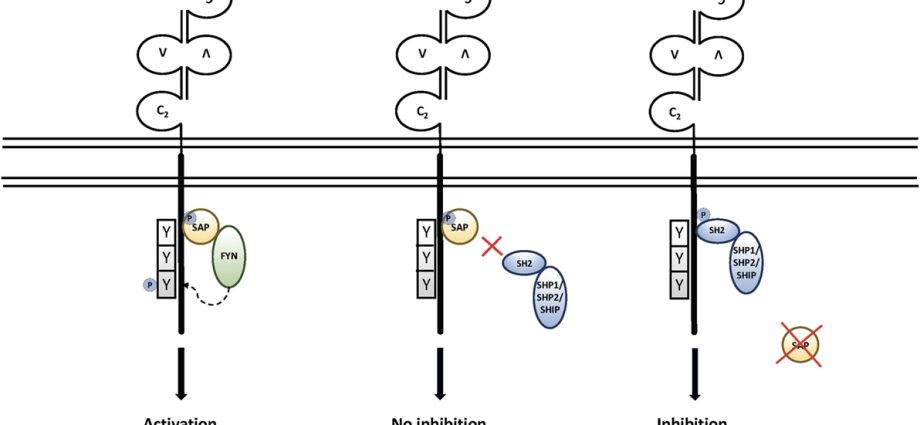 X-linked lymphoproliferative syndrome