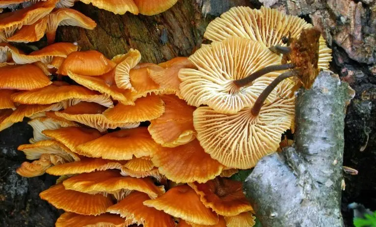 Xeromphalina kauffmanii (Xeromphalina kauffmanii) photo and description
