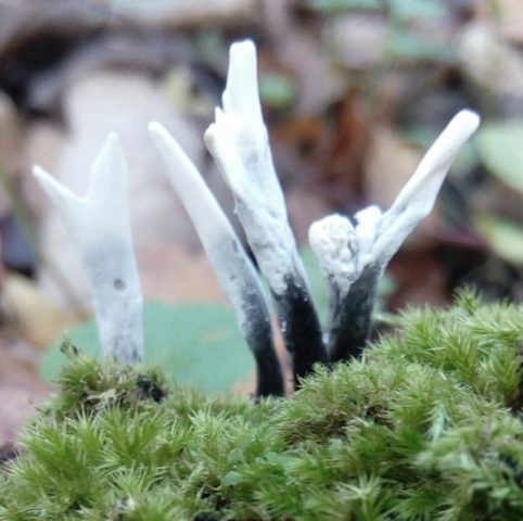 Xylaria Hypoxylon: description and photo