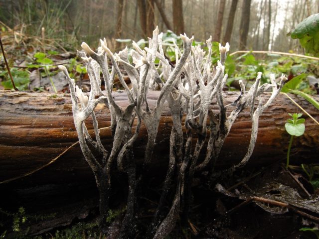 Xylaria Hypoxylon: description and photo