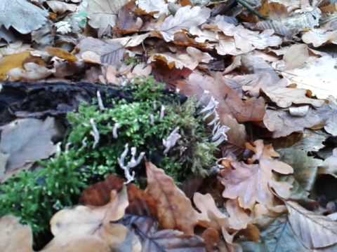 Xylaria Hypoxylon: description and photo