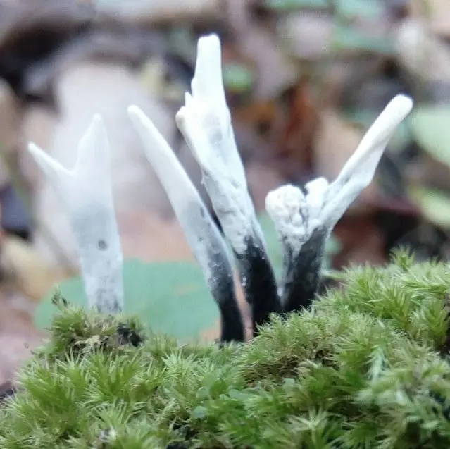 Xylaria Hypoxylon (Xylaria hypoxylon) photo and description