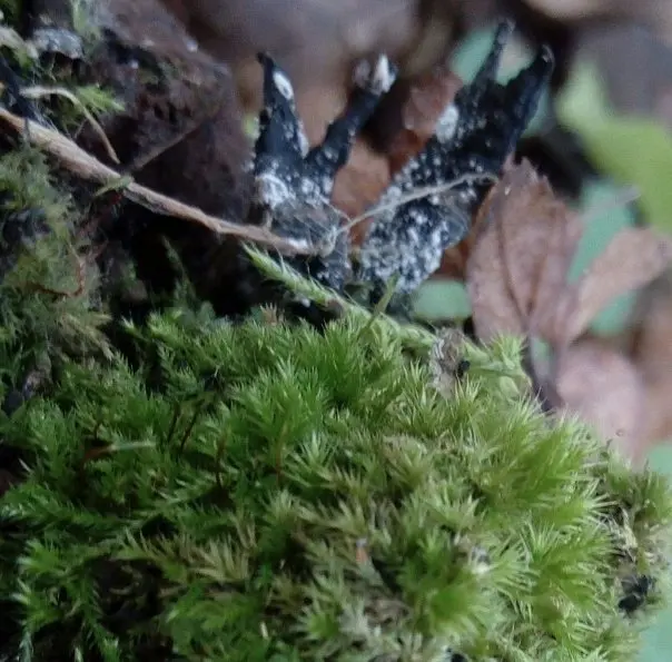 Xylaria Hypoxylon (Xylaria hypoxylon) photo and description