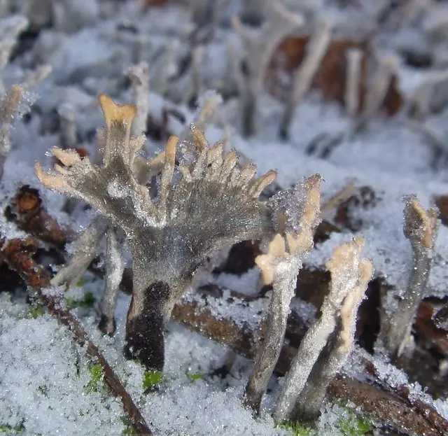 Xylaria Hypoxylon (Xylaria hypoxylon) photo and description