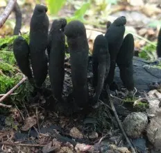 Xylaria Hypoxylon (Xylaria hypoxylon) photo and description