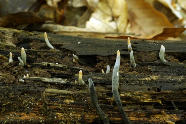 Xylaria long-legged: description and photo