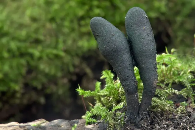 Xylaria long-legged: description and photo