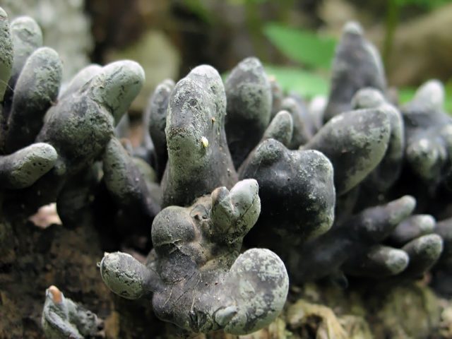 Xylaria multiforme: description and medicinal properties