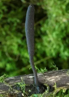 Xylaria polymorpha (Xylaria polymorpha) photo and description