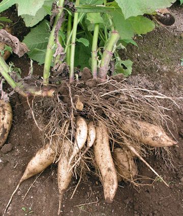 Yacon vegetable: description, properties, cultivation