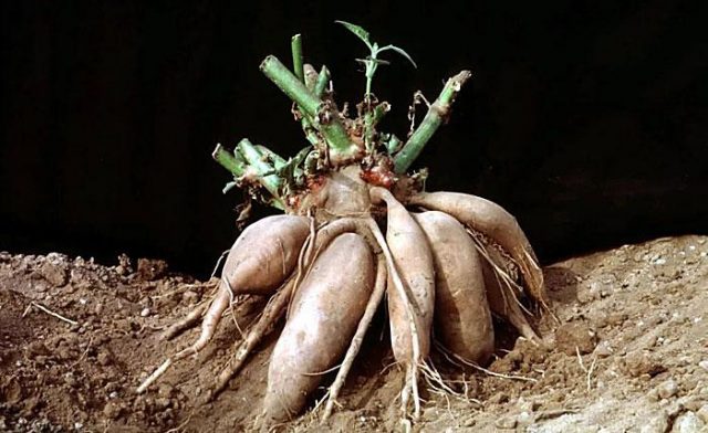 Yacon vegetable: description, properties, cultivation