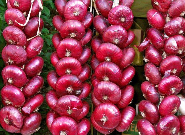 Yalta red onion: growing from seeds in the Moscow region, benefits and harms, reviews