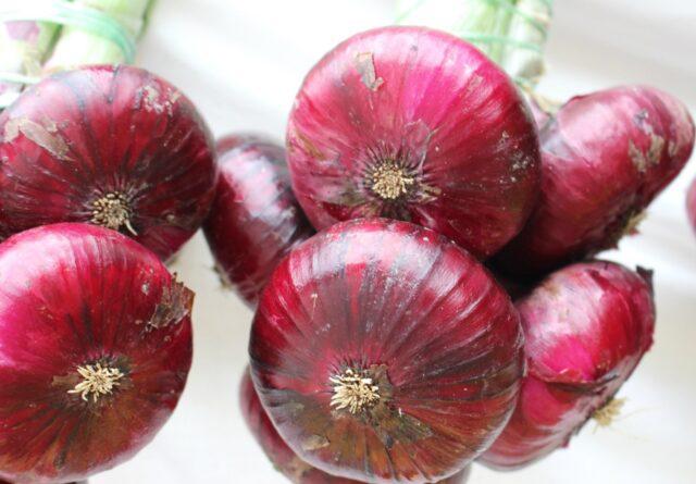 Yalta red onion: growing from seeds in the Moscow region, benefits and harms, reviews