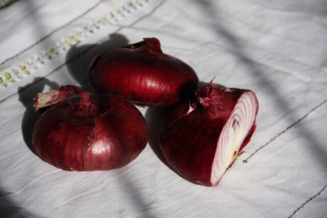 Yalta red onion: growing from seeds in the Moscow region, benefits and harms, reviews