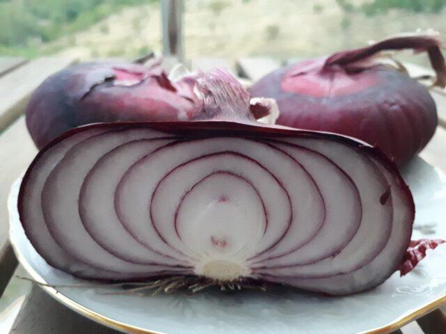 Yalta red onion: growing from seeds in the Moscow region, benefits and harms, reviews