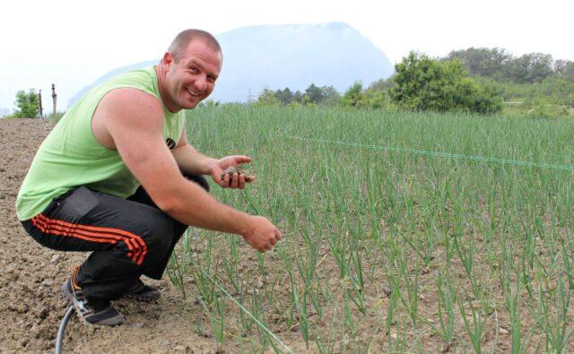 Yalta red onion: growing from seeds in the Moscow region, benefits and harms, reviews