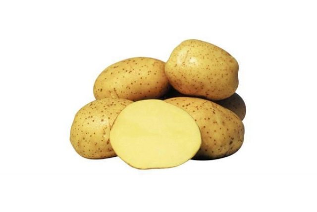 Yanka potatoes: variety description, photos, reviews