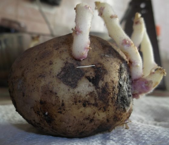 Yanka potatoes: variety description, photos, reviews