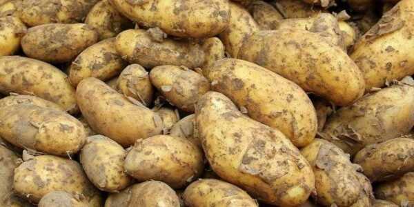 Yanka potatoes: variety description, photos, reviews