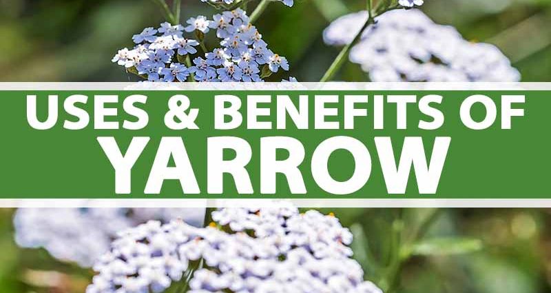 Yarrow &#8211; how does it work and what can it be used for? Health-promoting properties of the herb