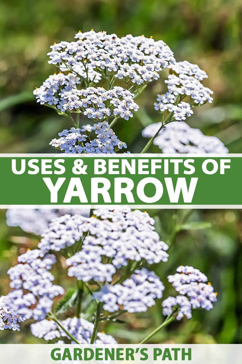 Yarrow &#8211; how does it work and what can it be used for? Health-promoting properties of the herb