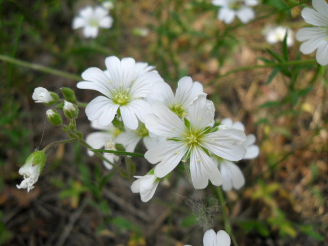 Yaskolka kostentsovaya (ordinary, lanceolate): description, photo