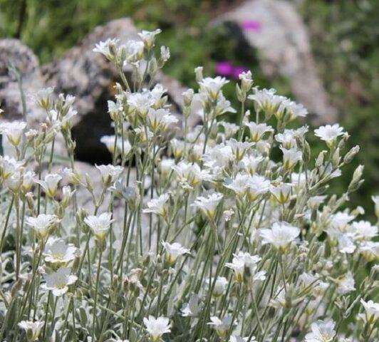 Yaskolka silvery: planting and care, photo